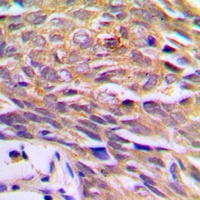 Prostaglandin E synthase 3 antibody