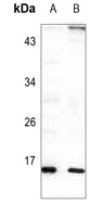 RPL22 Antibody