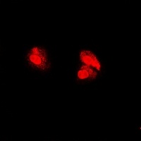 PSMA5 antibody