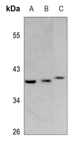 GPR120 Antibody