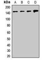 SMC1A Antibody