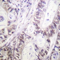 Caspase 9 (pS144) antibody