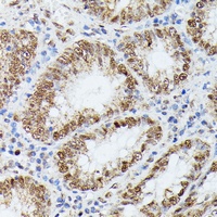 KIF22 antibody