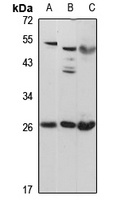 PID1 Antibody