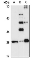 TRH Antibody