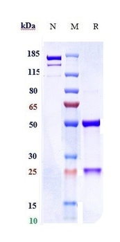 HBsAg Antibody