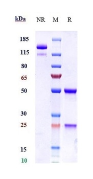 FcRn (FCGRT & B2M) Antibody
