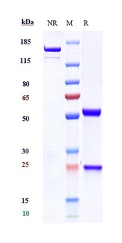 TREM1/CD354 Antibody