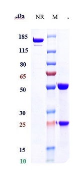 CD52 Antibody
