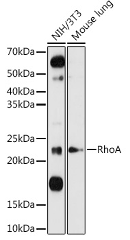 RhoA antibody