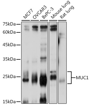 MUC1 antibody