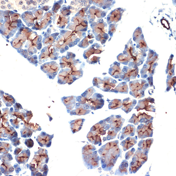 MUC1 antibody