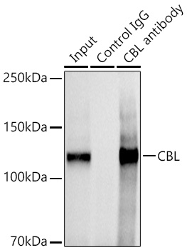 CBL antibody