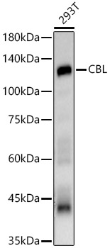 CBL antibody