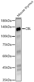 CBL antibody