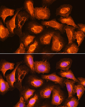 SEC11A antibody