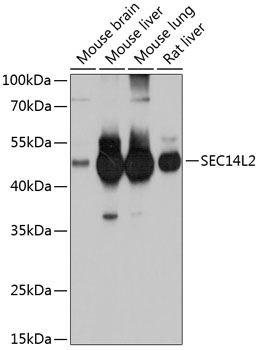 SEC14L2 antibody