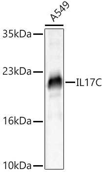 IL17C antibody