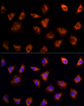 IL17C antibody