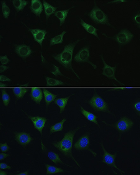 SRPRB antibody