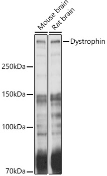 Dystrophin antibody