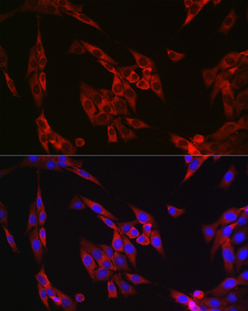 Cyclin B1 antibody