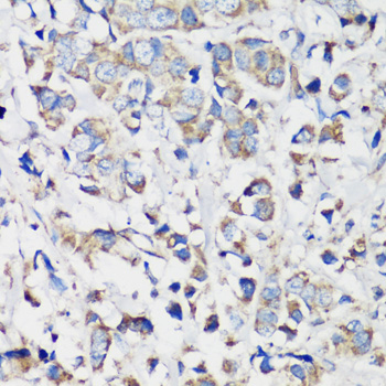 Cyclin B1 antibody