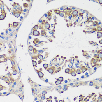 Cyclin B1 antibody