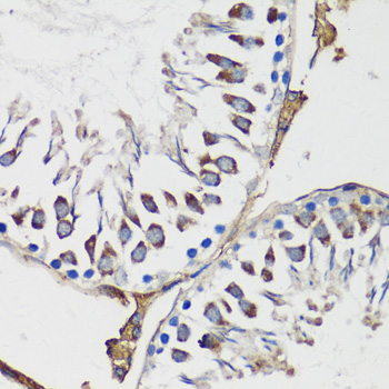 Cyclin B1 antibody