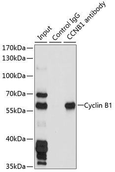 Cyclin B1 antibody