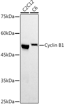 Cyclin B1 antibody