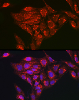 NDUFB8 antibody