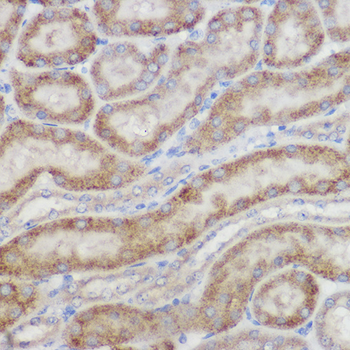 NDUFB8 antibody