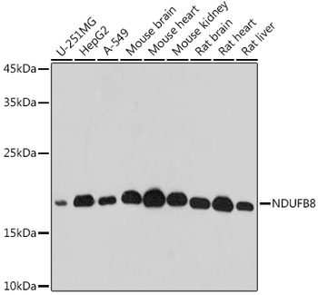 NDUFB8 antibody