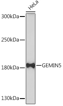 GEMIN5 antibody