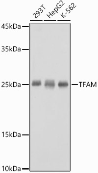 TFAM antibody