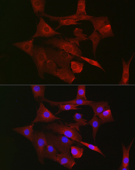 TFAM antibody