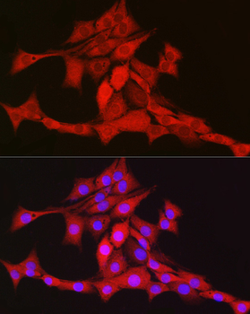 TFAM antibody