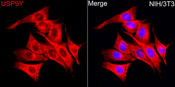 USP9Y antibody