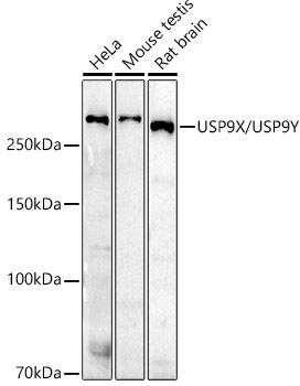 USP9Y antibody