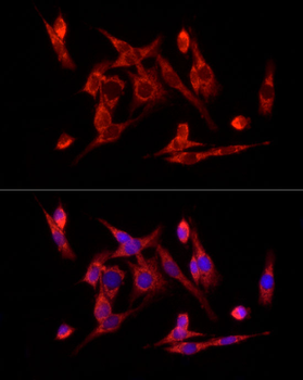 VDAC2 antibody