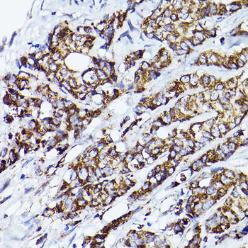 VDAC2 antibody