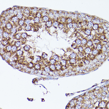 VDAC2 antibody