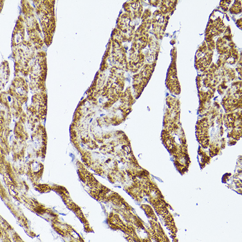 VDAC2 antibody