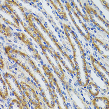 HEXA antibody