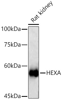 HEXA antibody