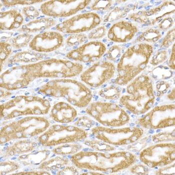 PDIA4 antibody