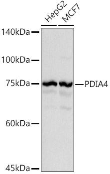 PDIA4 antibody