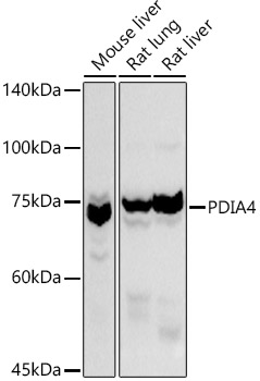 PDIA4 antibody