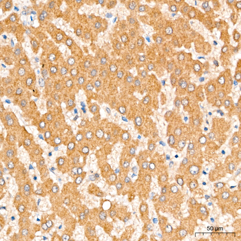 ACSL4 antibody